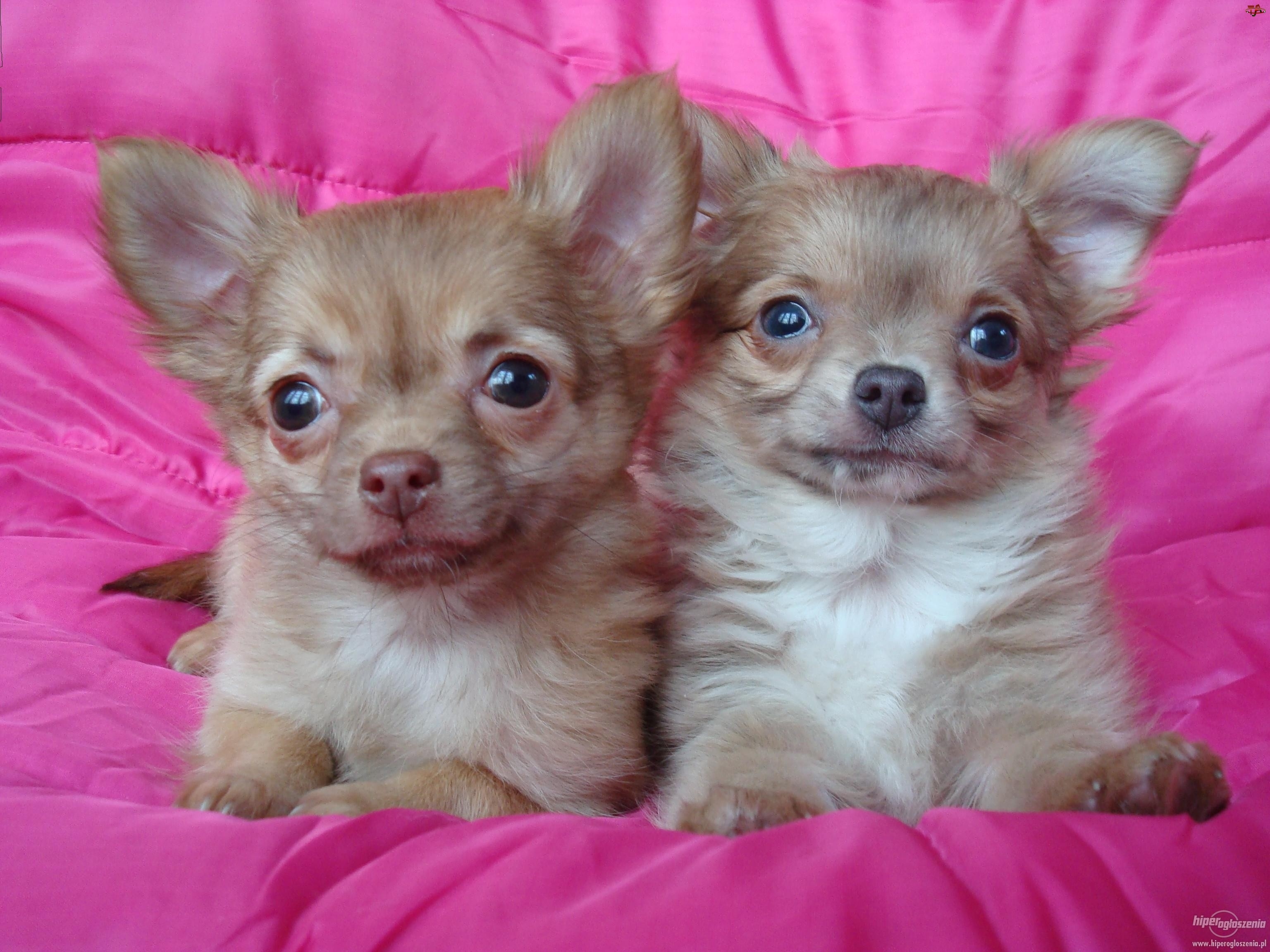 Poduszka, Chihuahua, Różowa