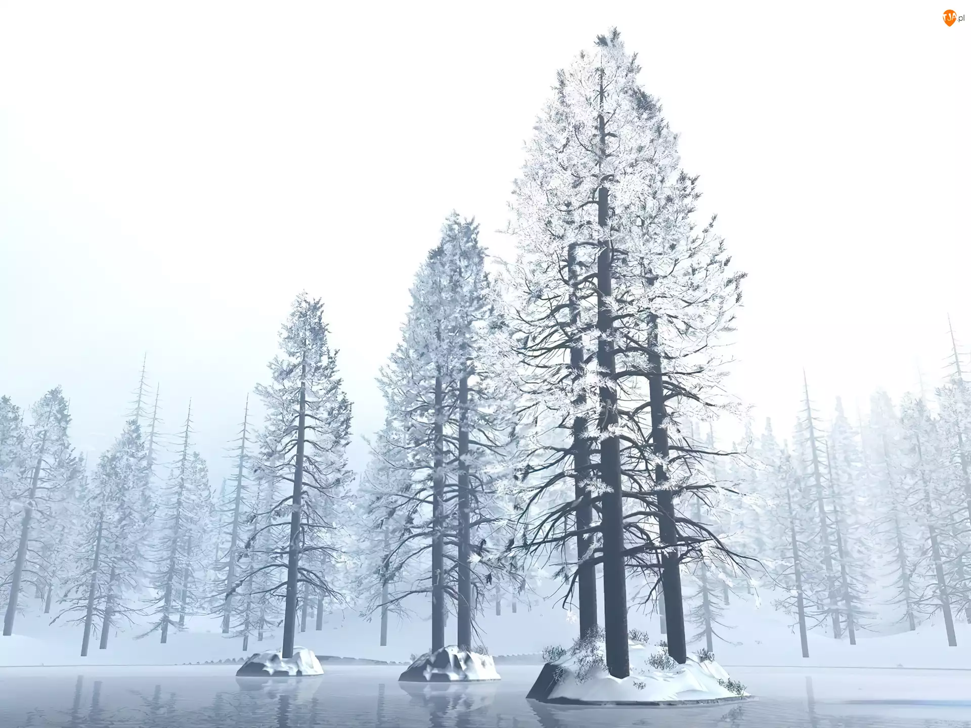 Drzewo, Boże Narodzenie, Zima