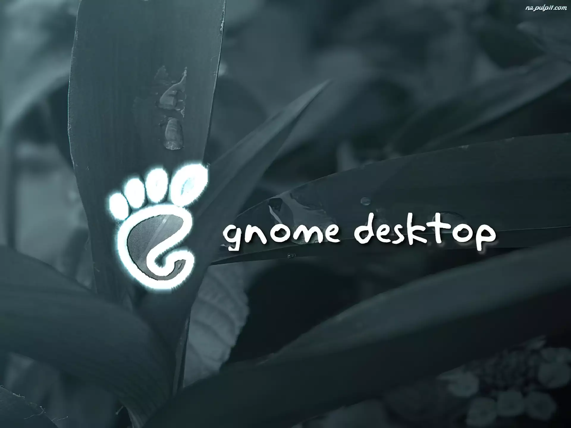 stopa, liście, Gnome