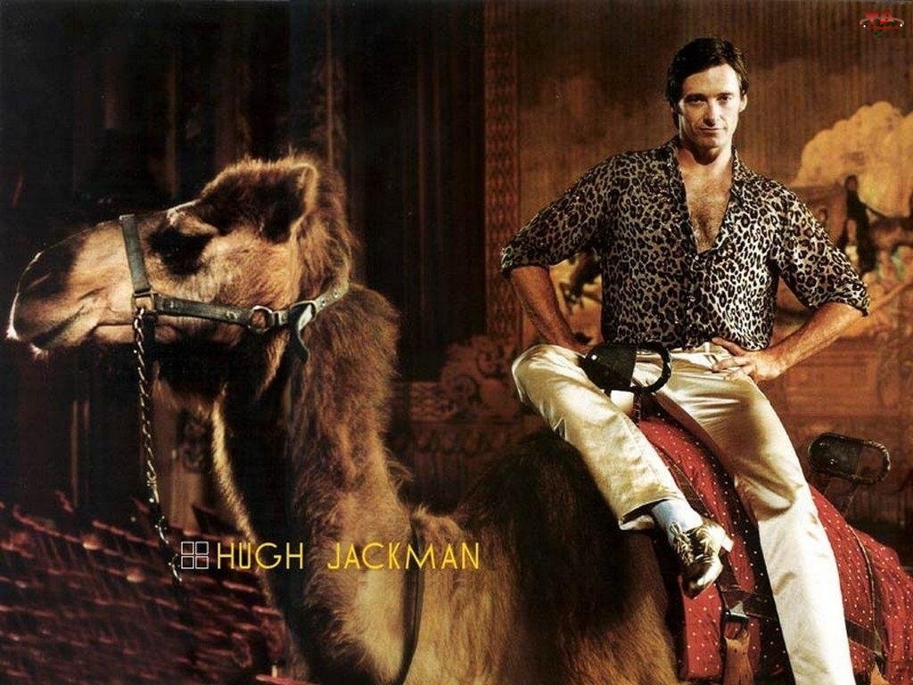 Hugh Jackman, wielbłąd