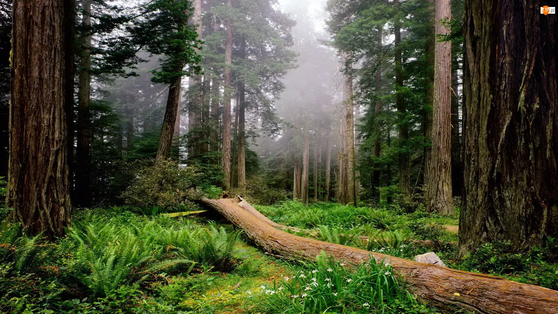 Przewalone Drzewo, Stany Zjednoczone, Park Narodowy Redwood, Stan Kalifornia, Las