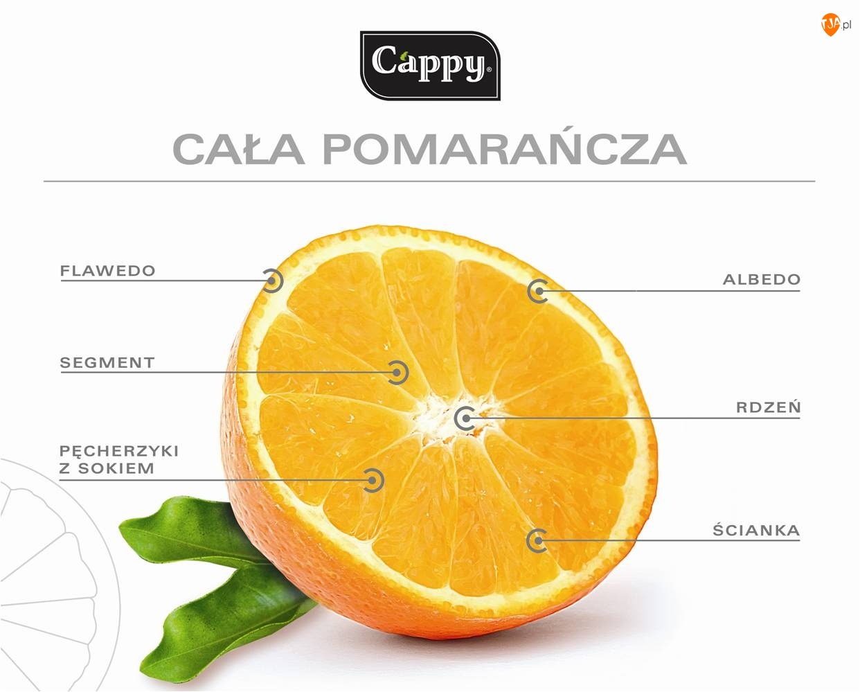 Pomarańczy, Opis