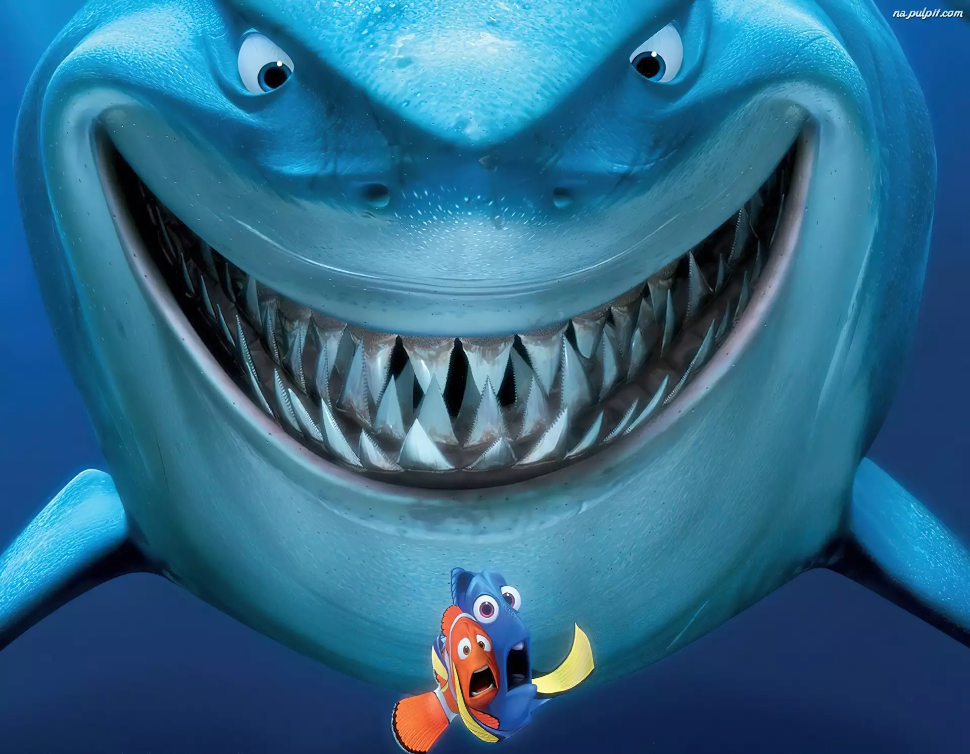 Gdzie, Rekin, Jest, Nemo