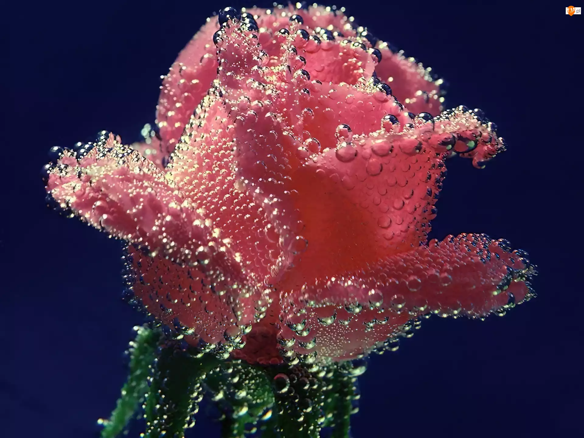 Rosa, Róża