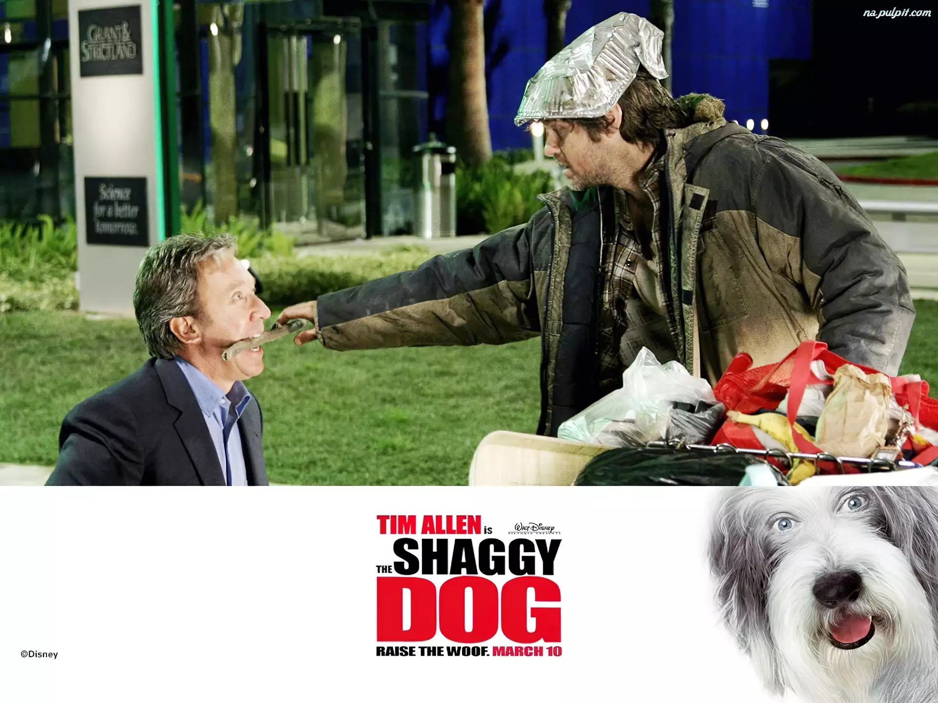 bezdomny, pies, Tim Allen, The Shaggy Dog, kij