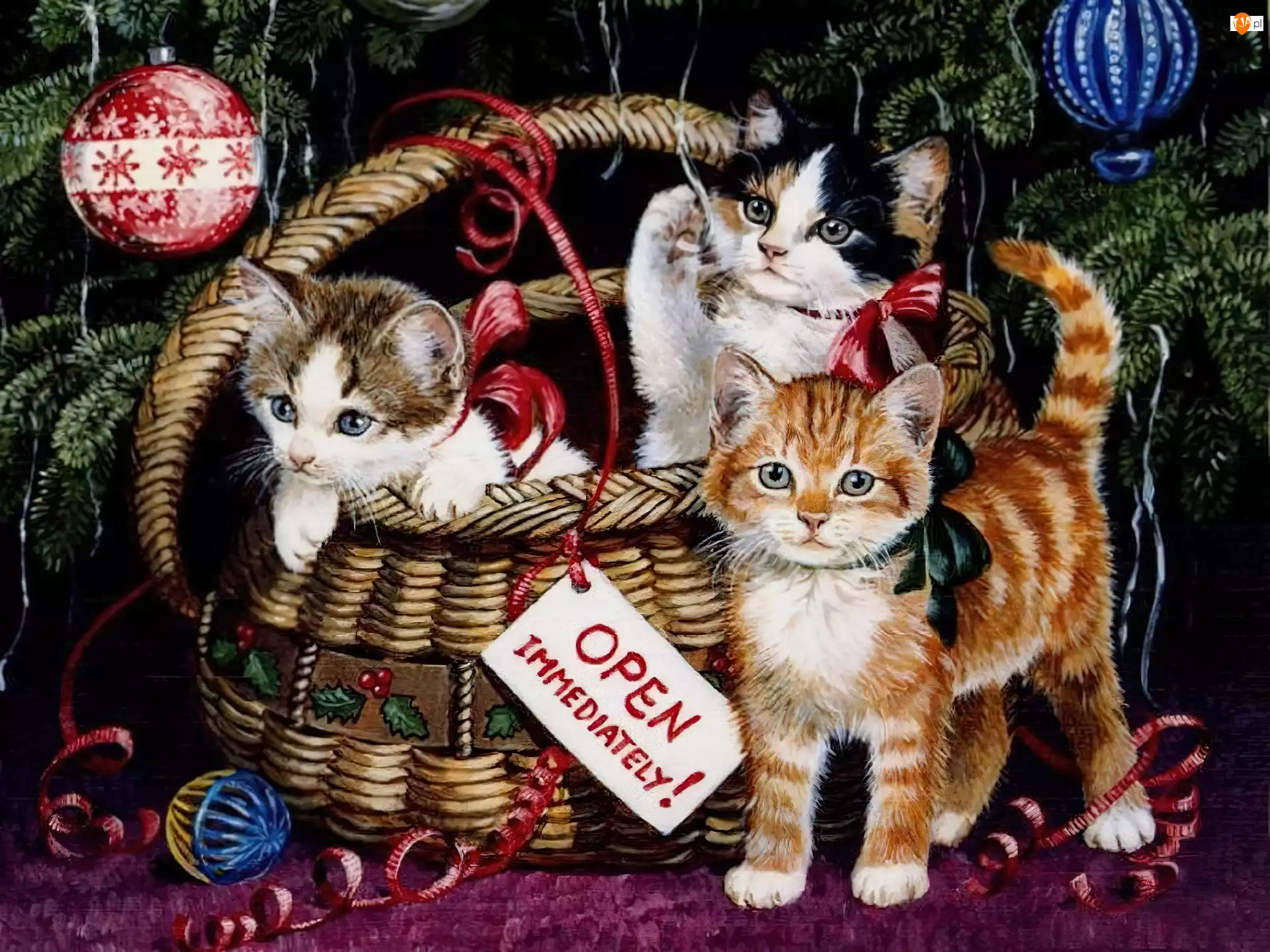 Boże Narodzenie, kotki