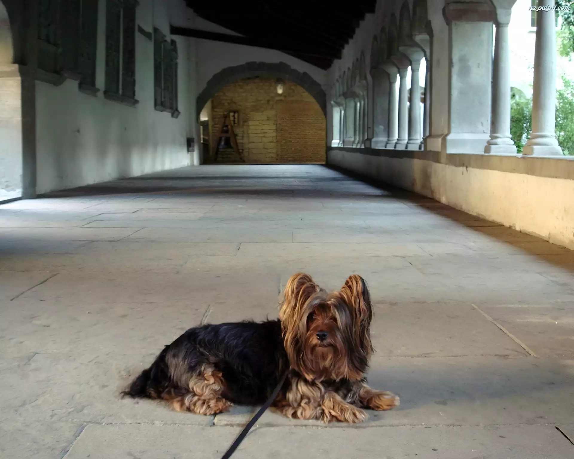 smycz, Leżący, Australian Silky Terrier