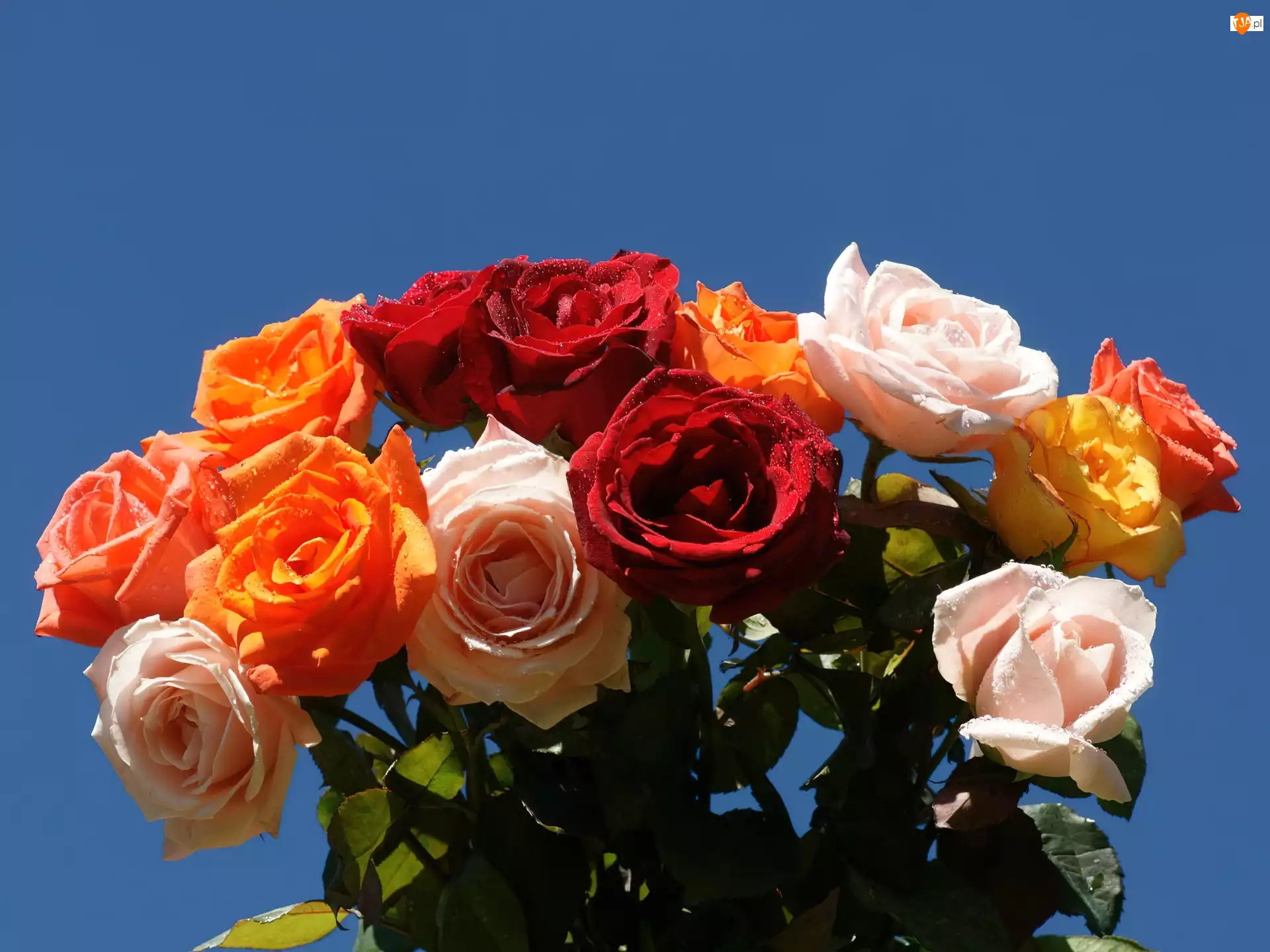 Róż, Bukiet, Kolorowych