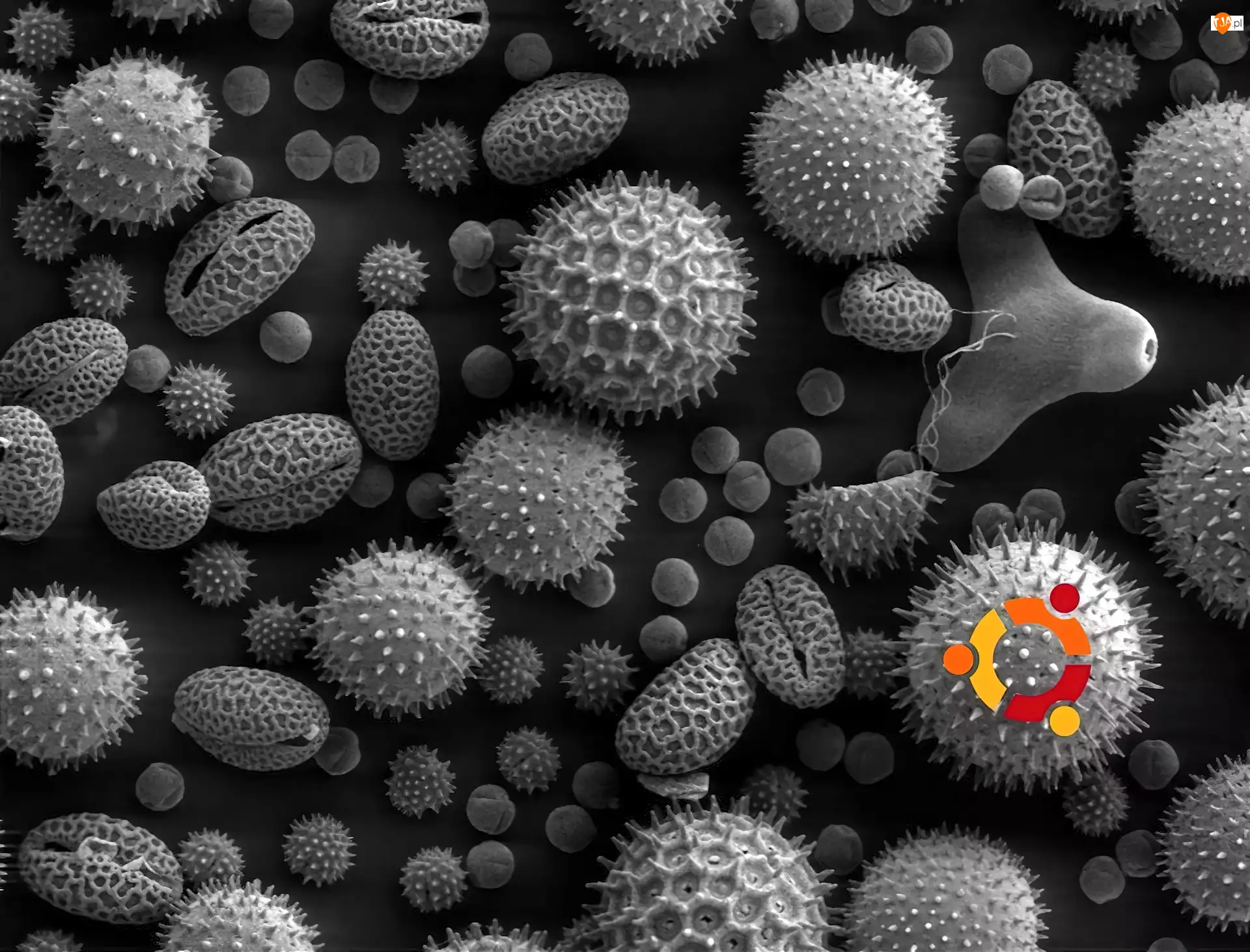 bakterie, Ubuntu, krąg, symbol, wirusy, ludzie