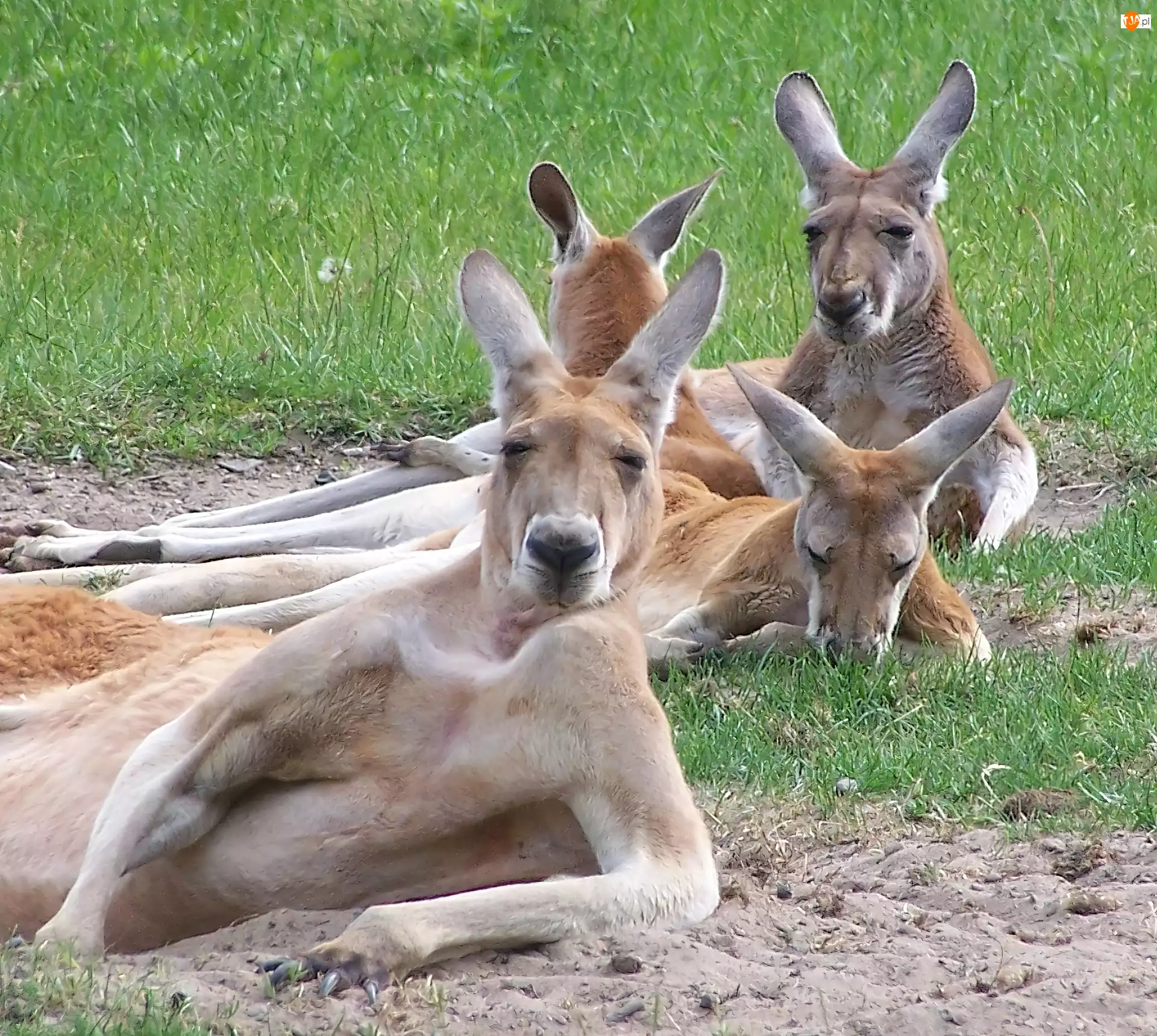 Kangury, Leniuchujące