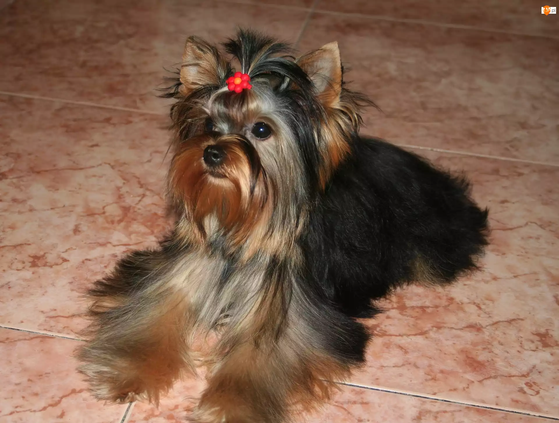 spinka, słodki, Yorkshire Terrier