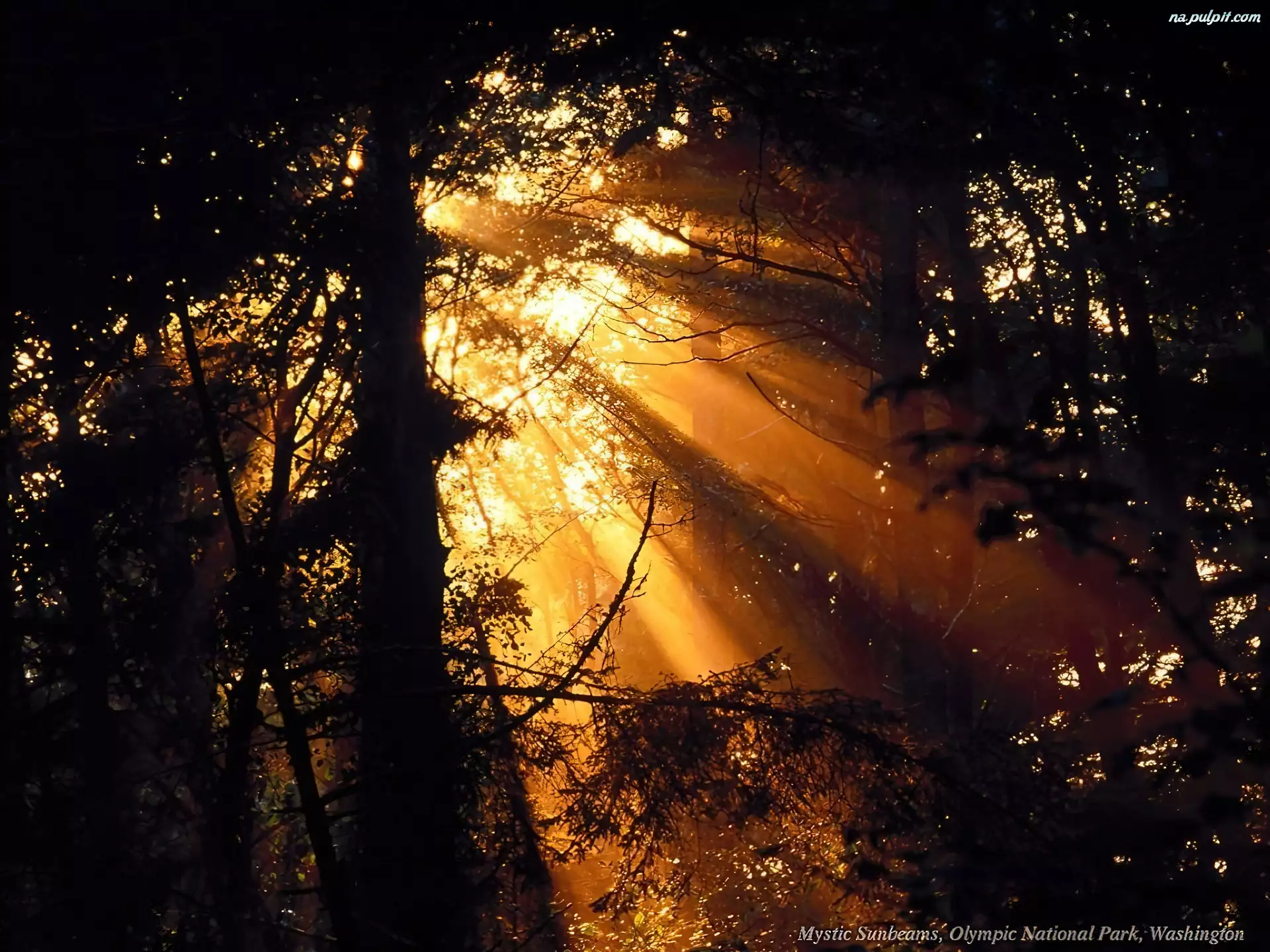 Przenikające Światło, Las