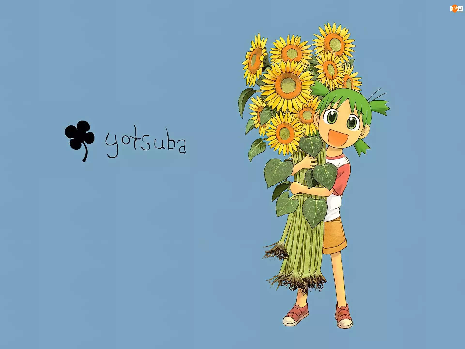 Yotsubato, słoneczniki, dziewczynka