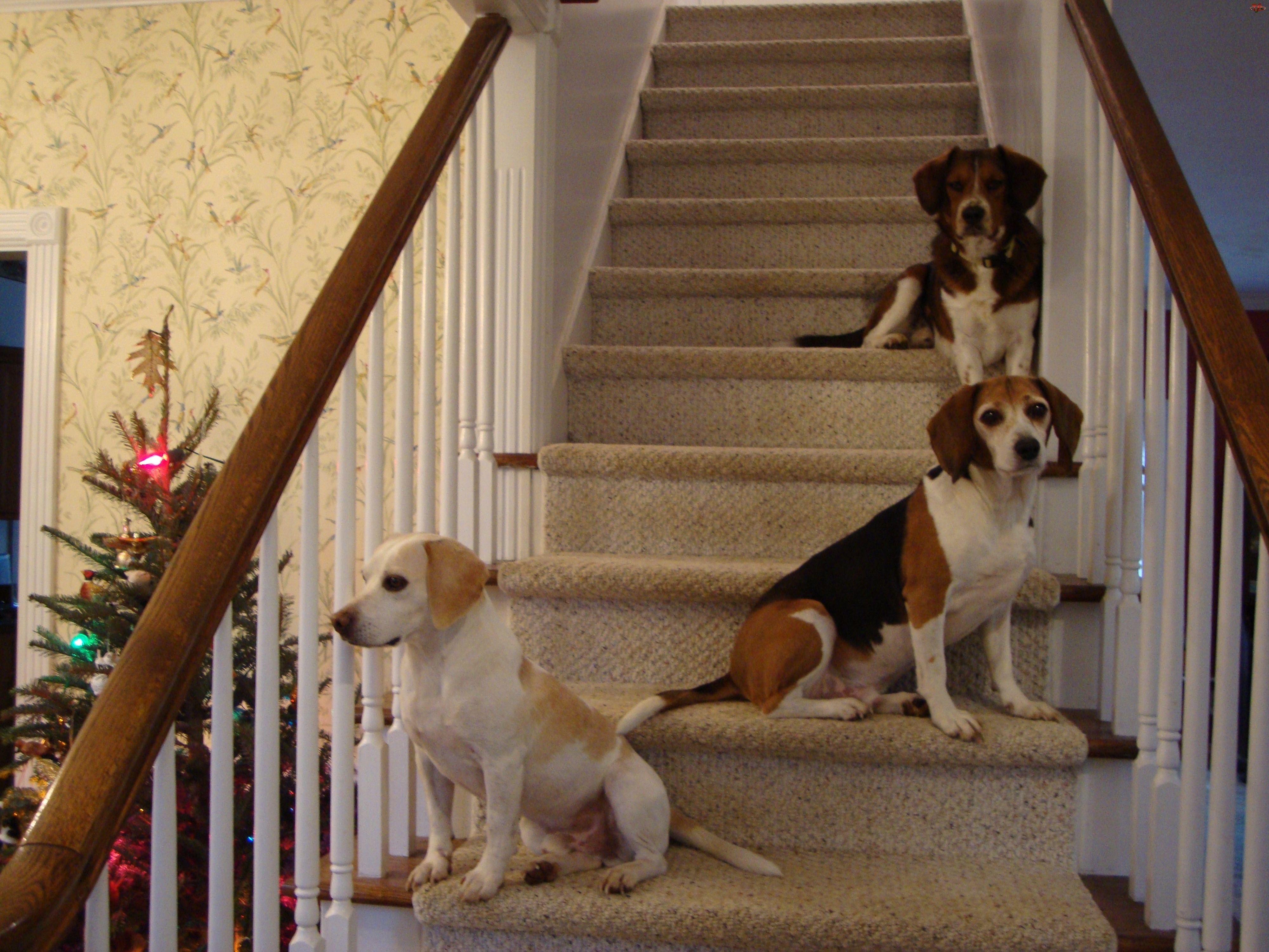 trzy, choinka, Beagle Harriery, schody