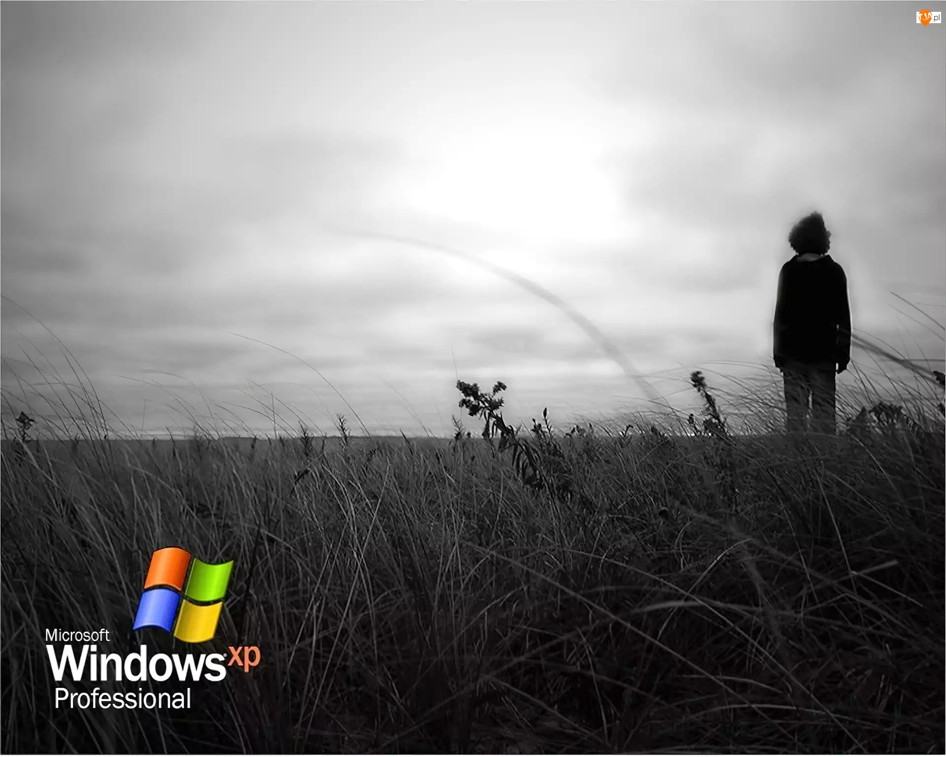 Windows XP, łąka, Professional, Człowiek