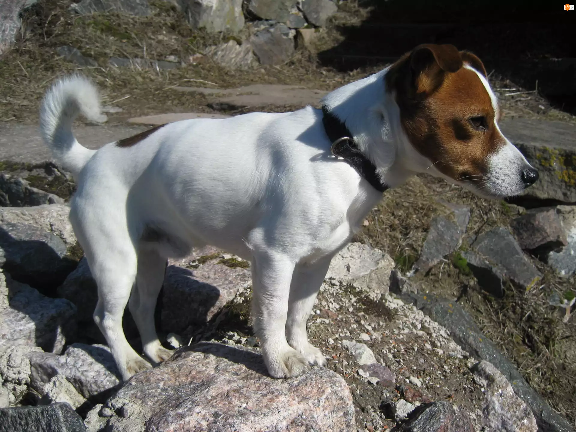 Jack Russell Terrier, skały