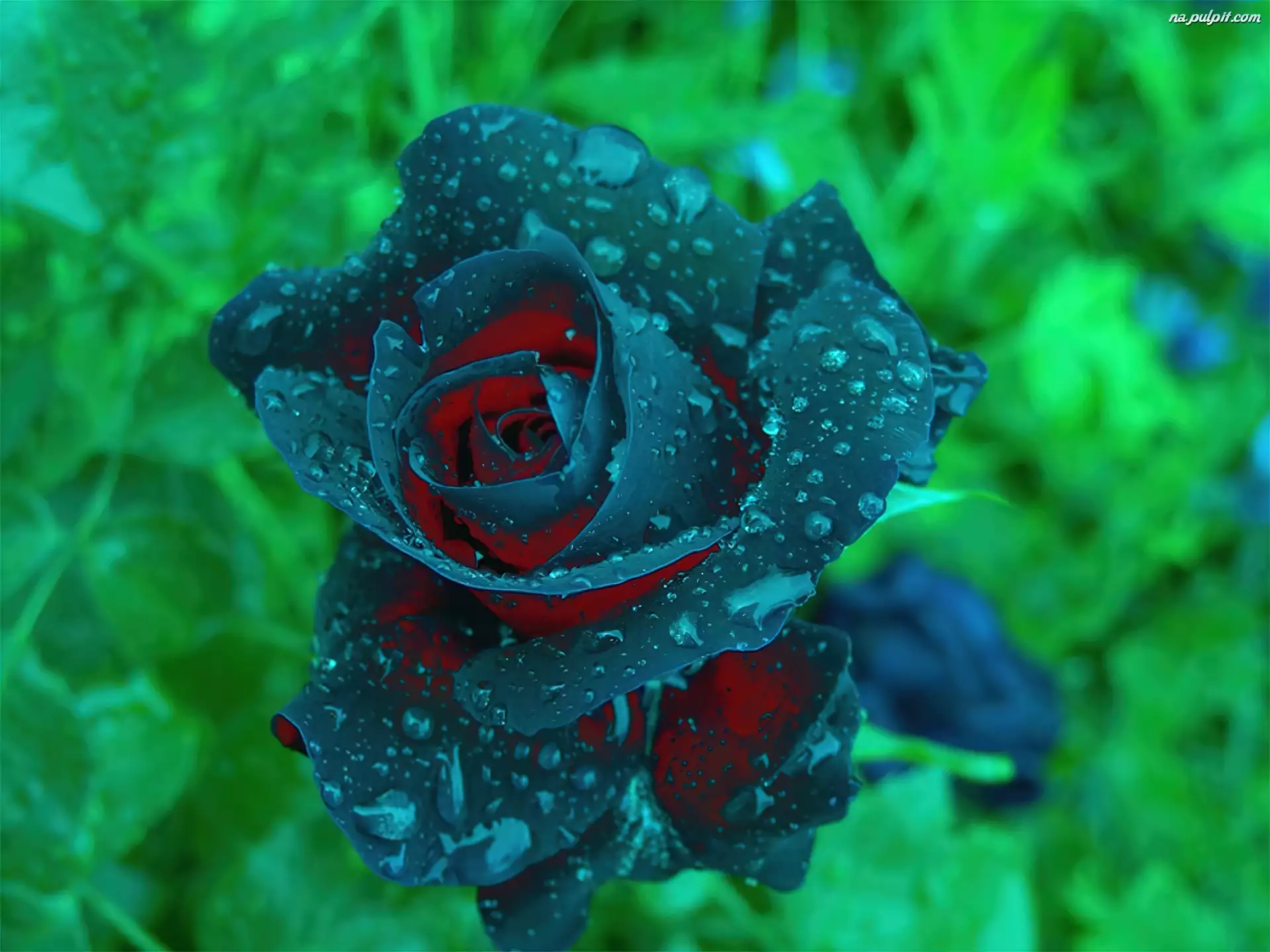 Deszczu, Róża, Krople