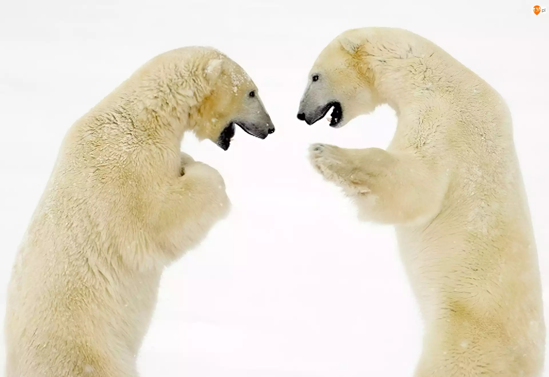 Rozmowa, Niedźwiedzie, Polarne