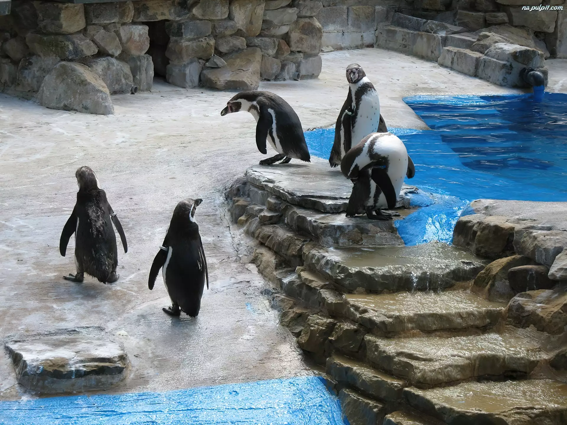 Zoo, Pingwiny
