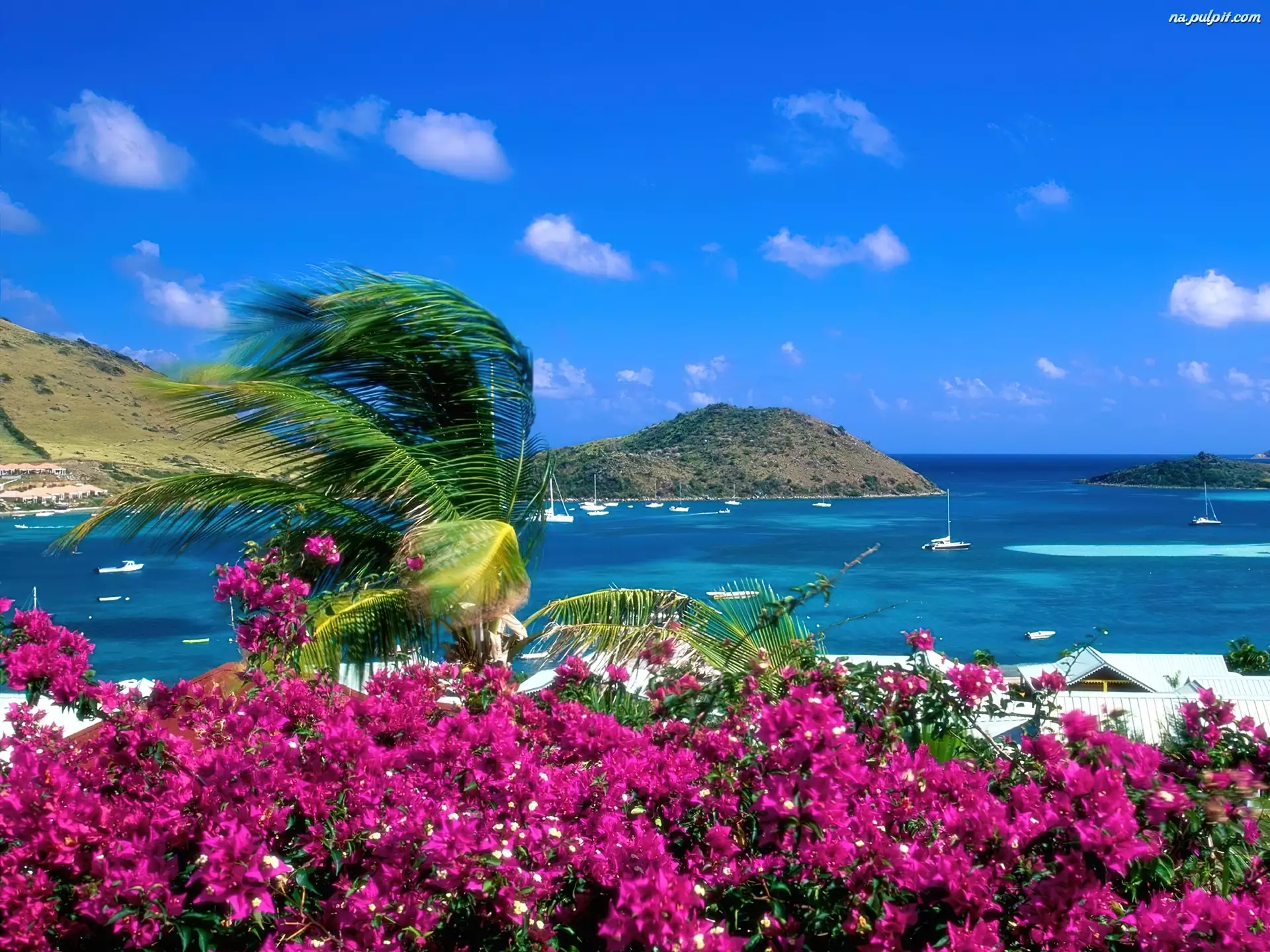 Morze, Saint Martin, Wyspa, Kwiaty