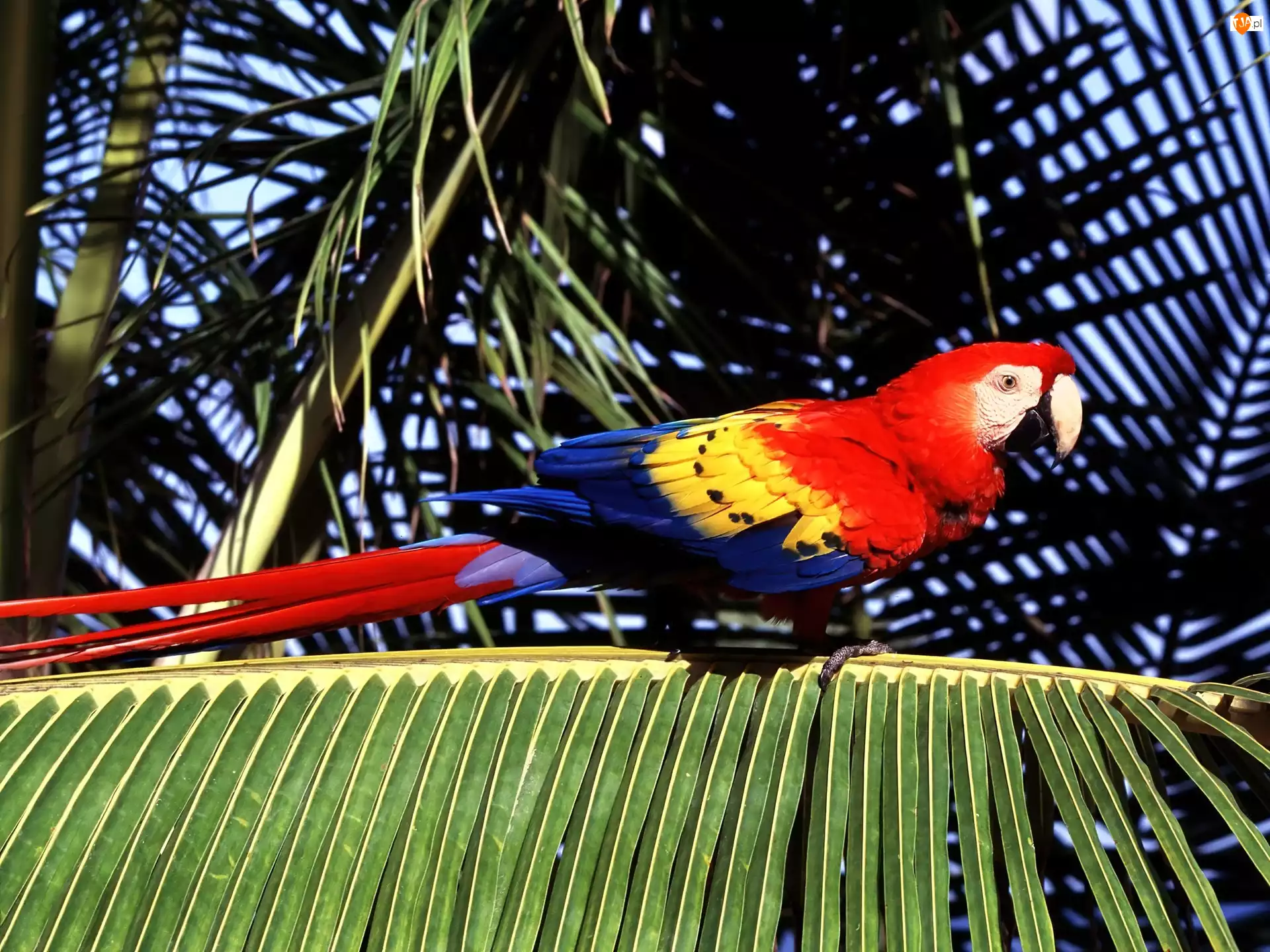 palma, Papuga, czerwona, ara, ptak