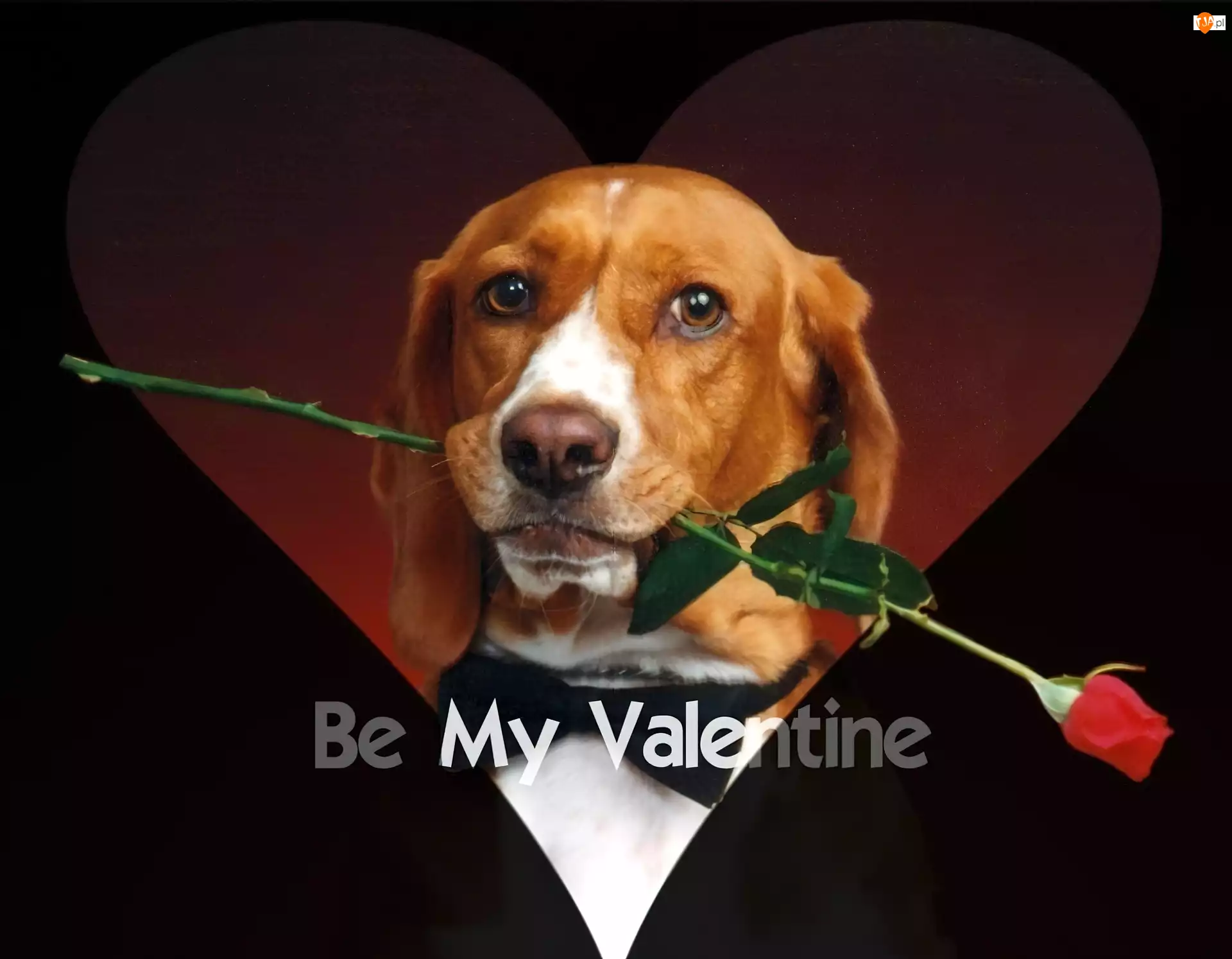 Be My Valentine, Czerwona, Róża, Pies