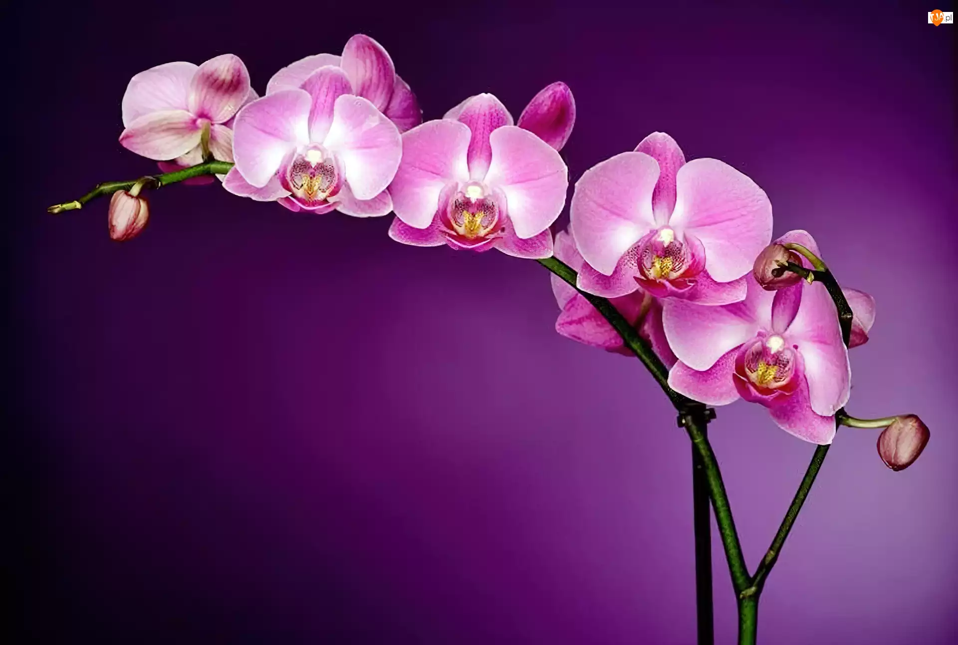 Kwiaty, Orchidea