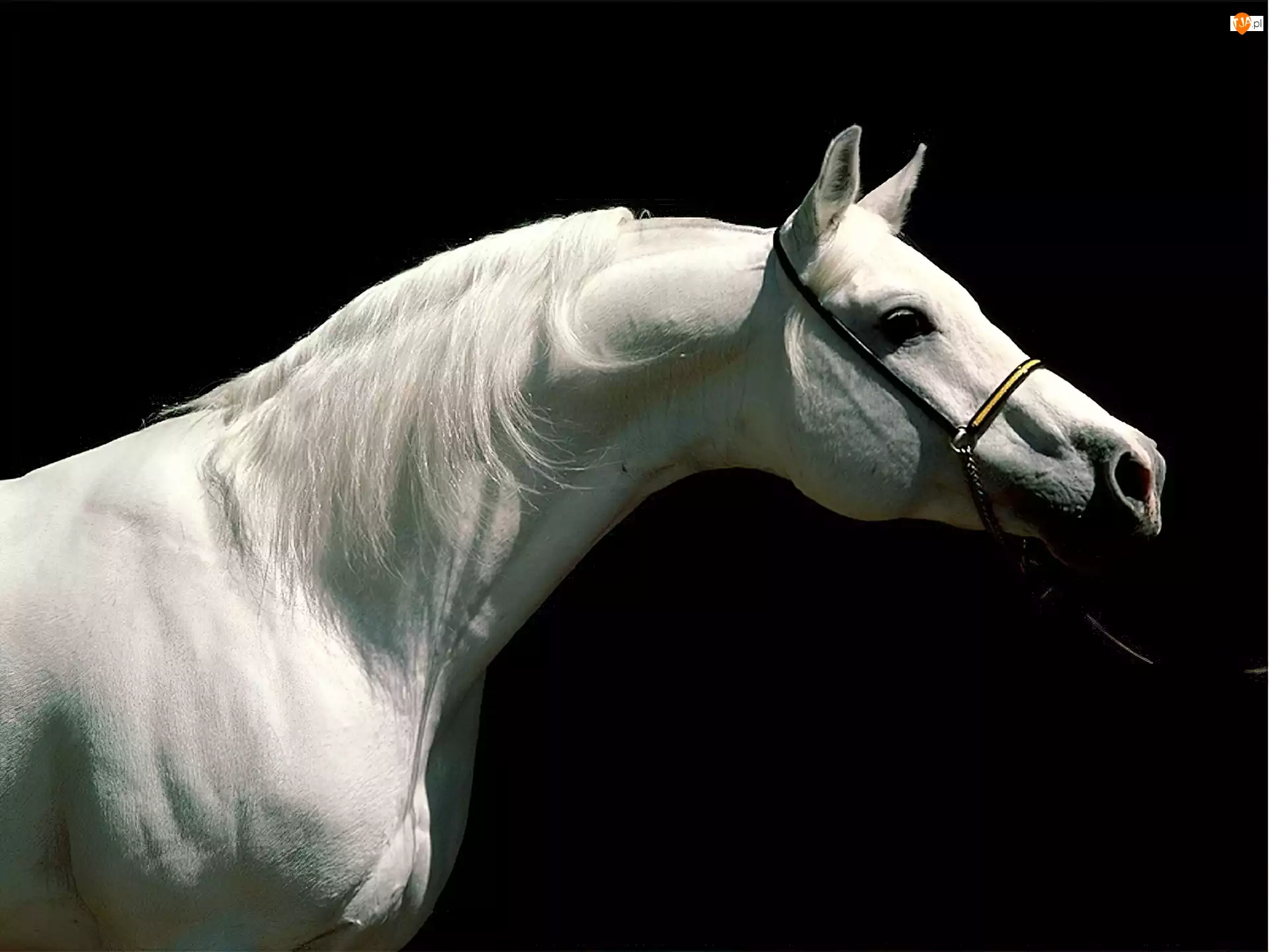 Koń, portret, biały, uzda