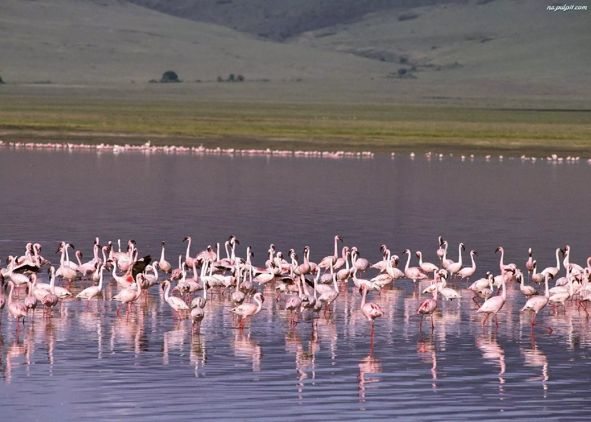 Flamingi, jezioro, stado, woda