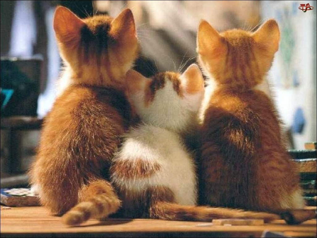 Три кота обнимаются
