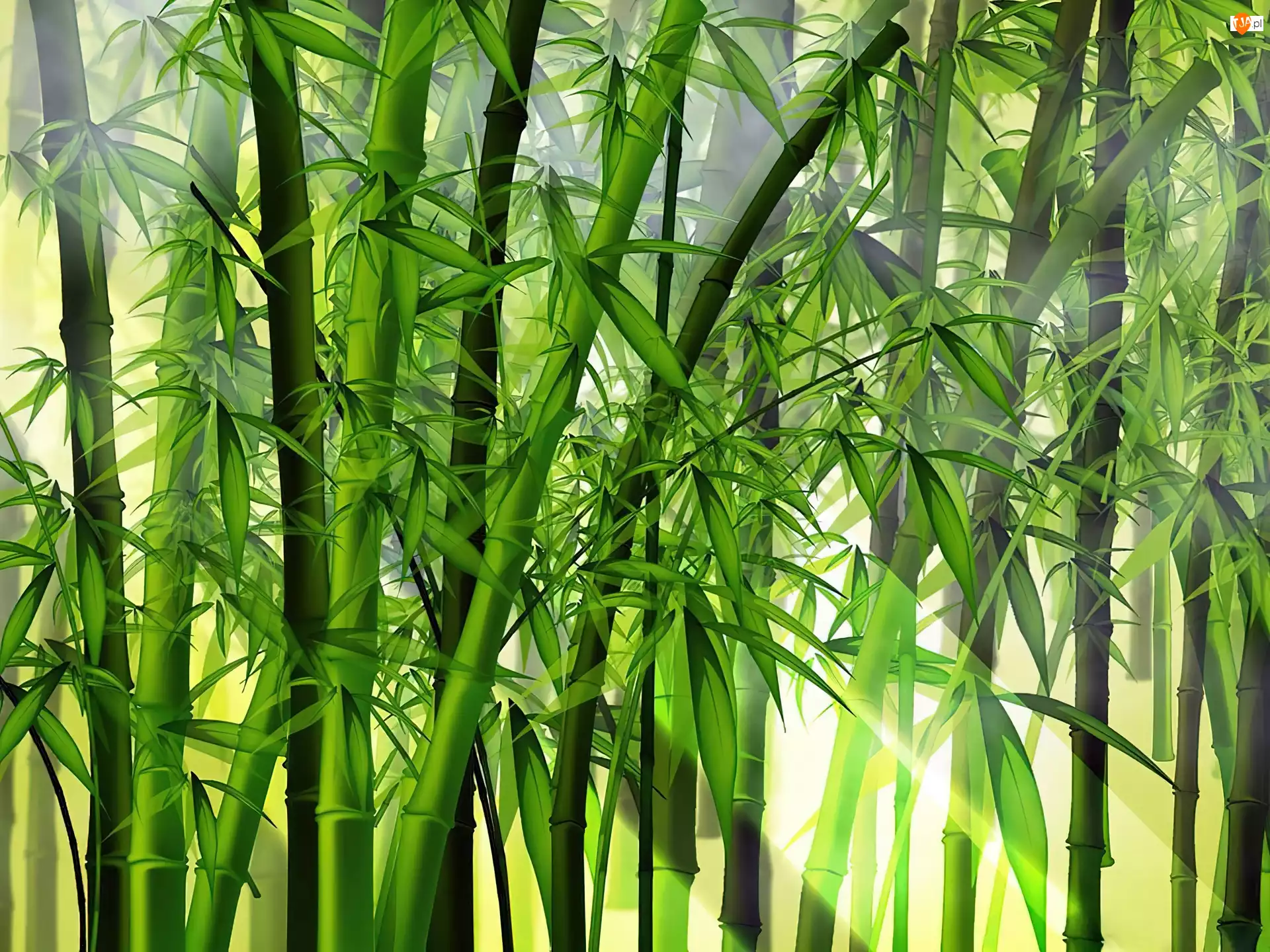 Bambus, Kwitnący