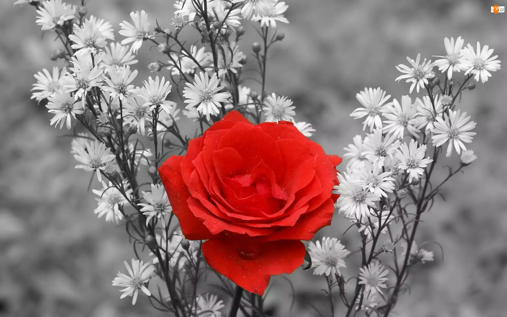 Róża, Kwiaty, Czerwona