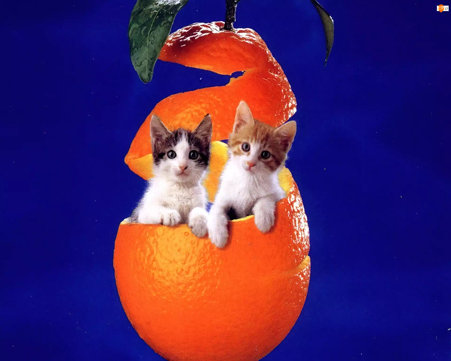 Dwa, Pomarańcza, Małe, Kotki
