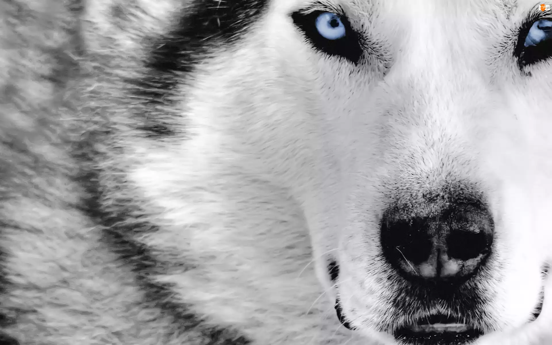 Oczy, Siberian Husky, Niebieskie