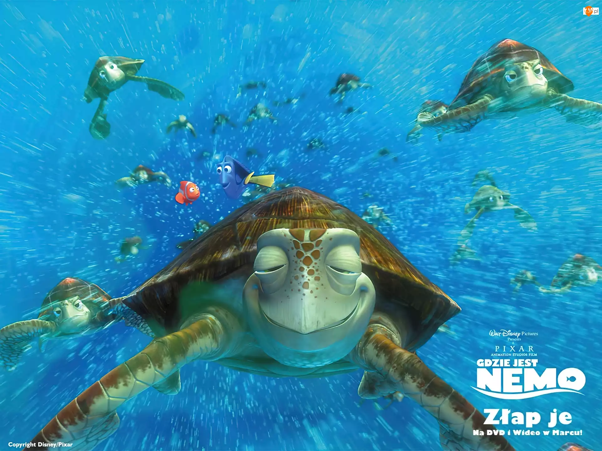 Żółw, Film animowany, Gdzie jest Nemo, Finding Nemo