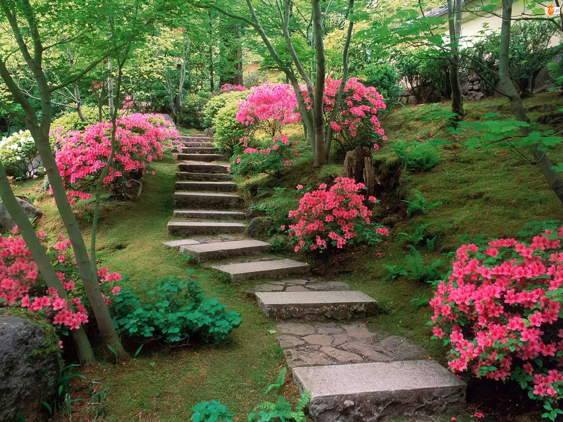 Różowe, Ogród, Azalie, Japoński