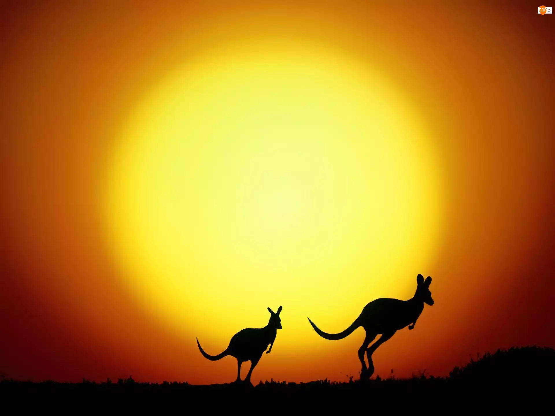 Słońca, Dwa, Kangury, Zachód