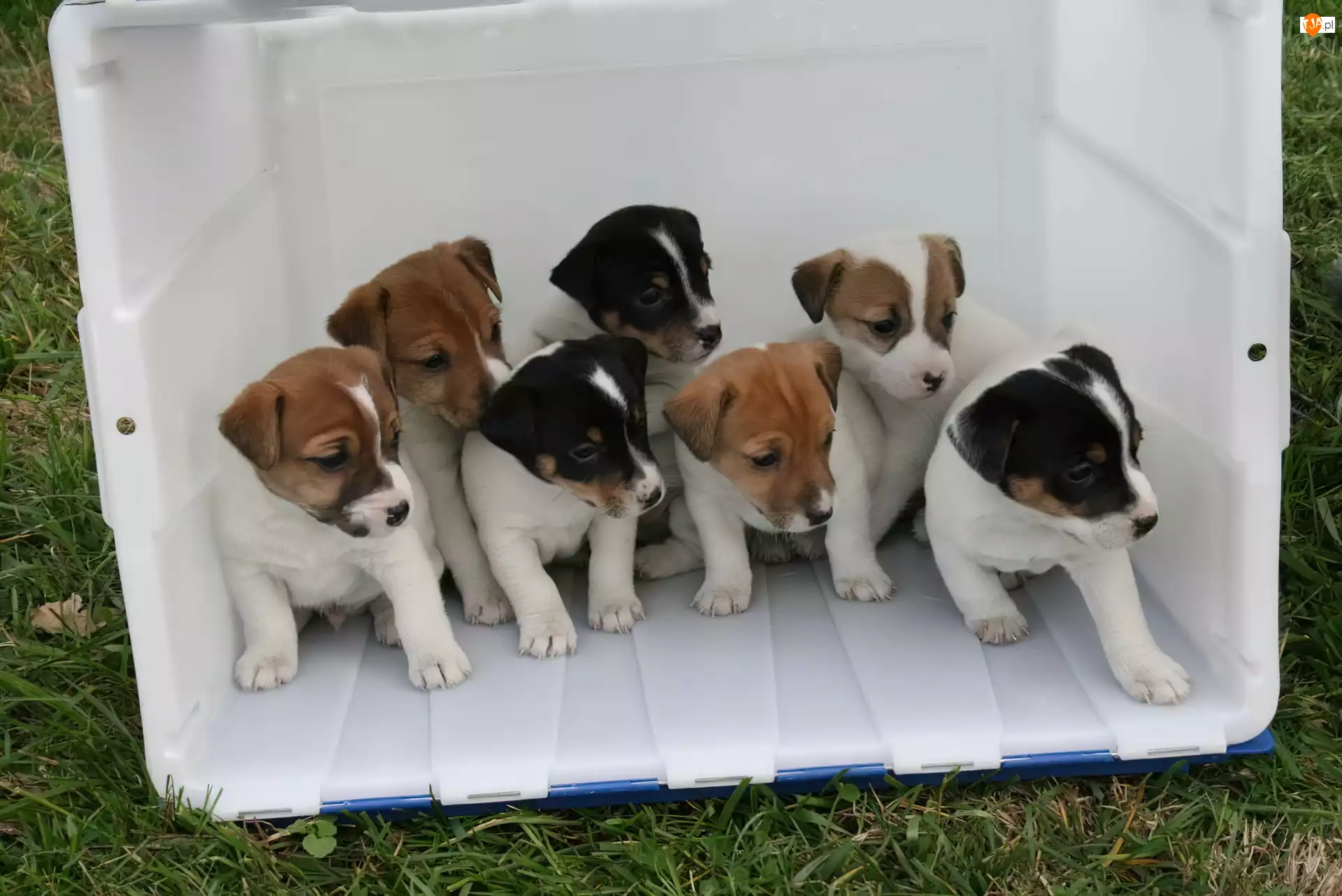 Jack Russell Terrierów, siedem, słodkich