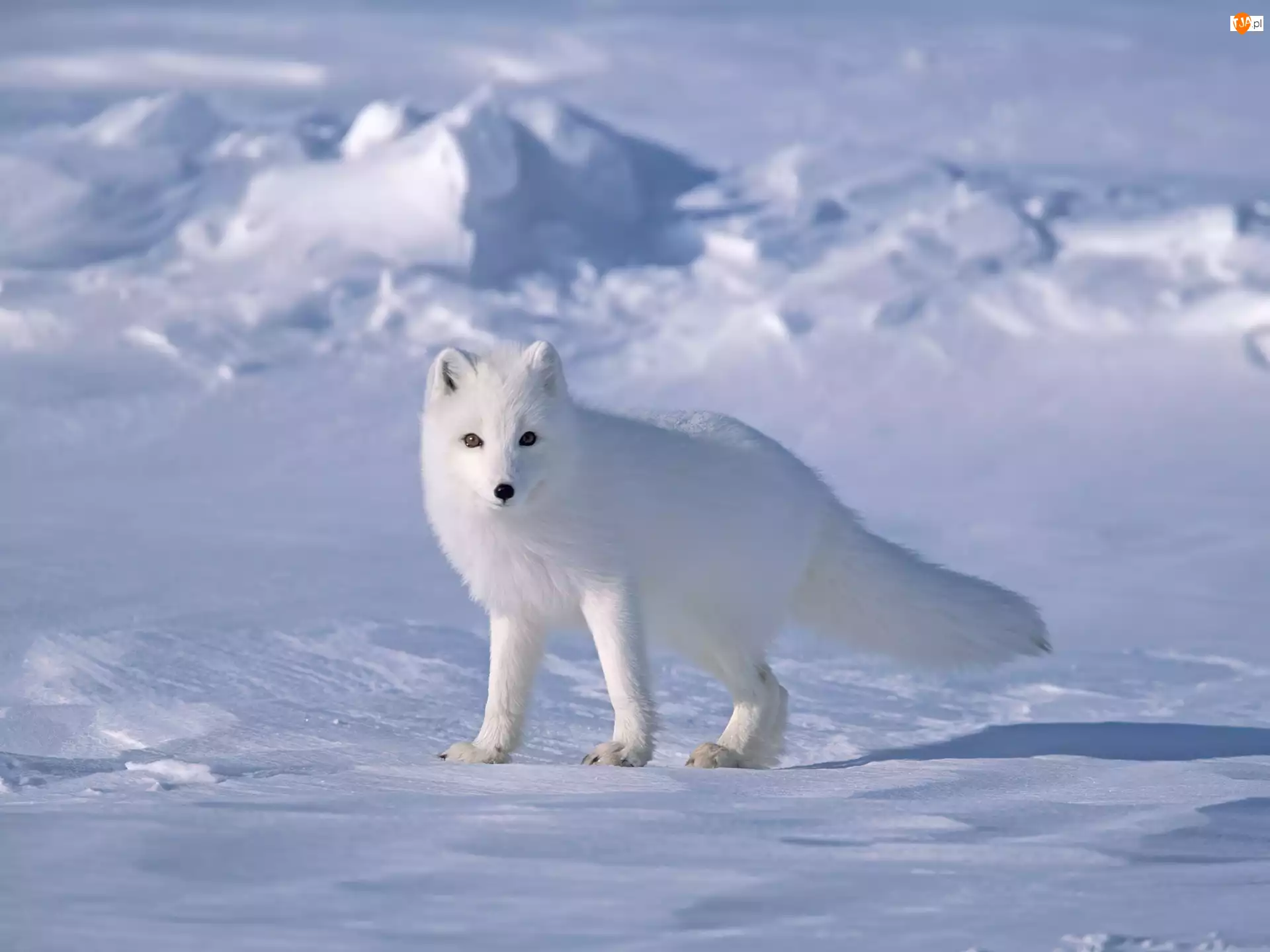  nieg Lis Polarny