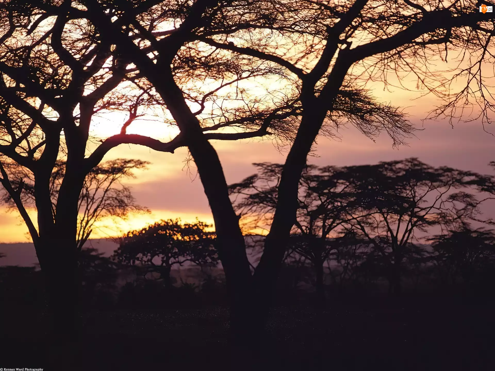 Drzewa, Afryka