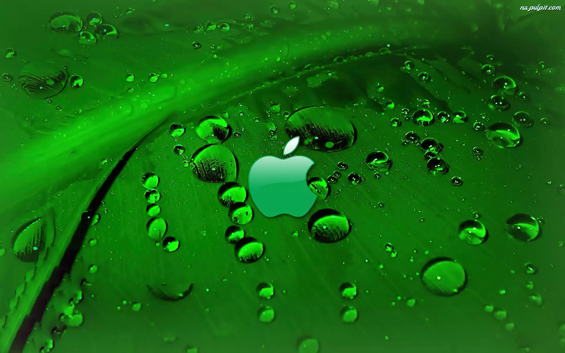 Apple, Zielony, Rosa, Liść, Logo