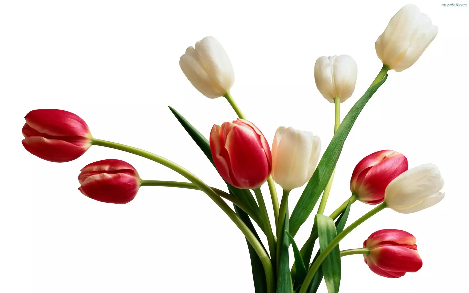 Tulipany, Białe, Czerwone