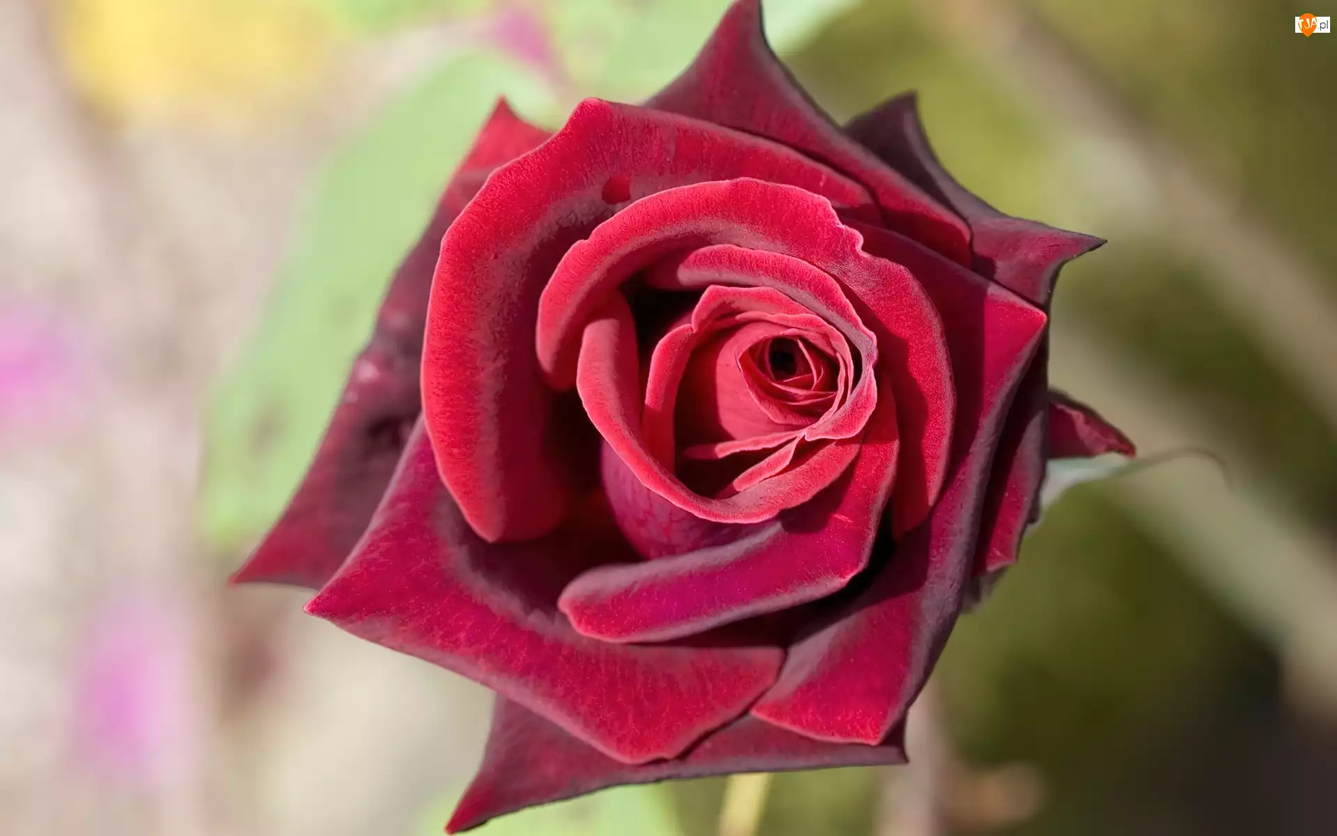 Róża, Purpurowa