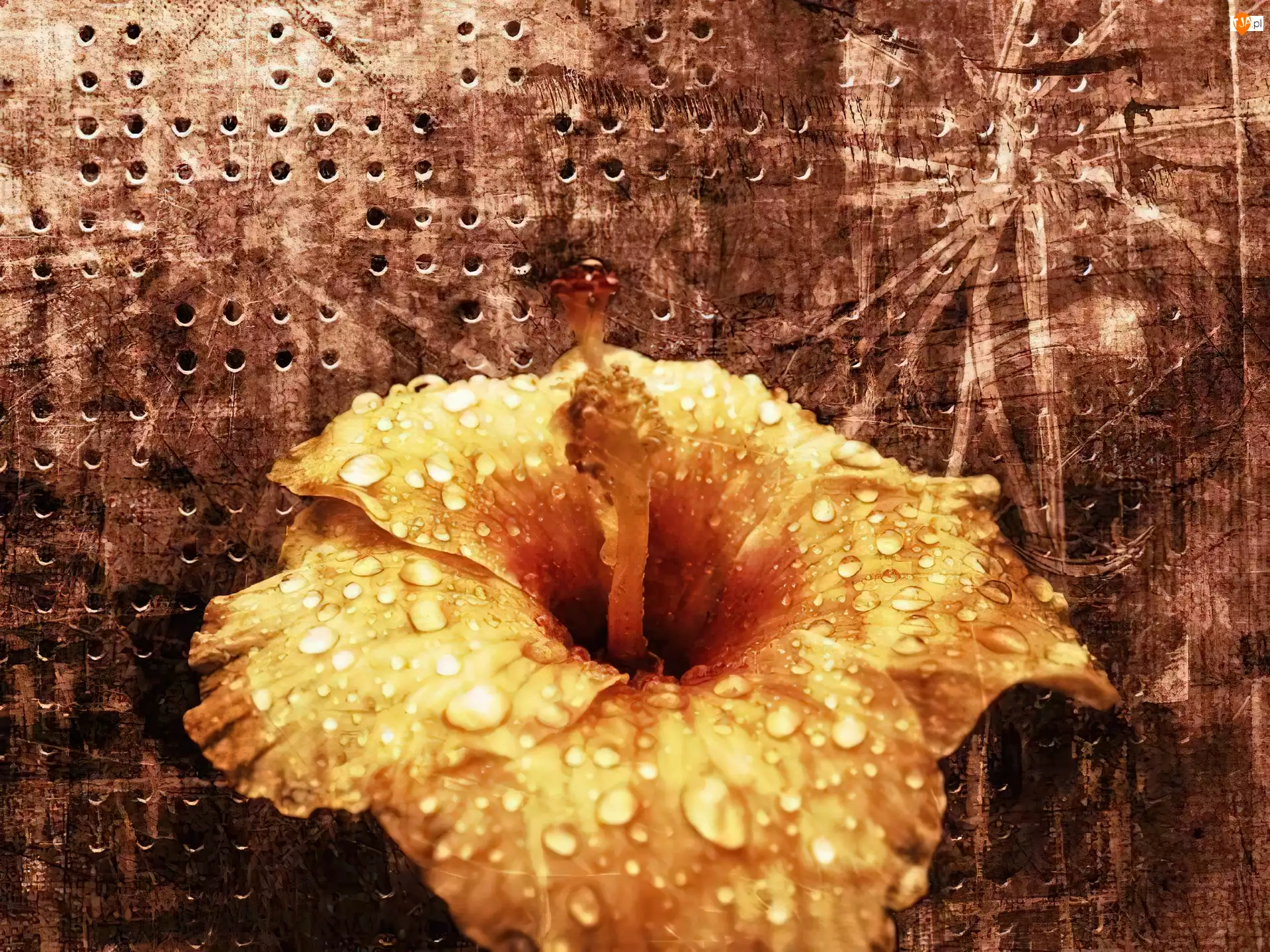 Deszczu, Kwiat, Krople