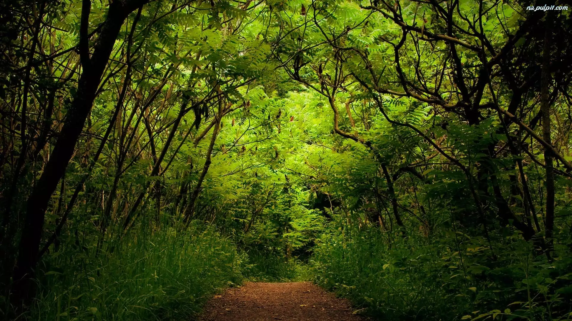 Las, Gąszcz, Zielone, Drzewa