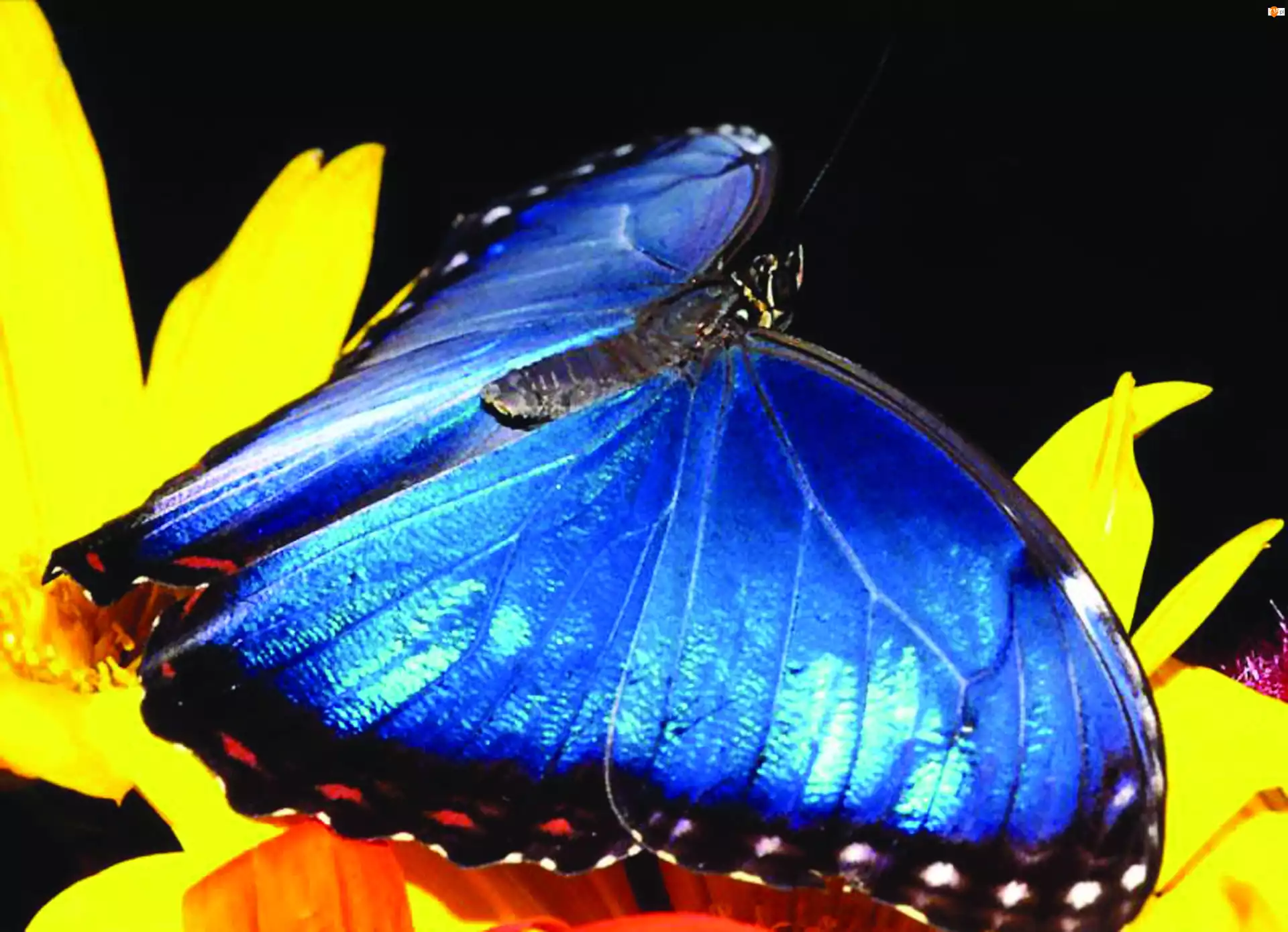 kwiat, Motyl, niebieski