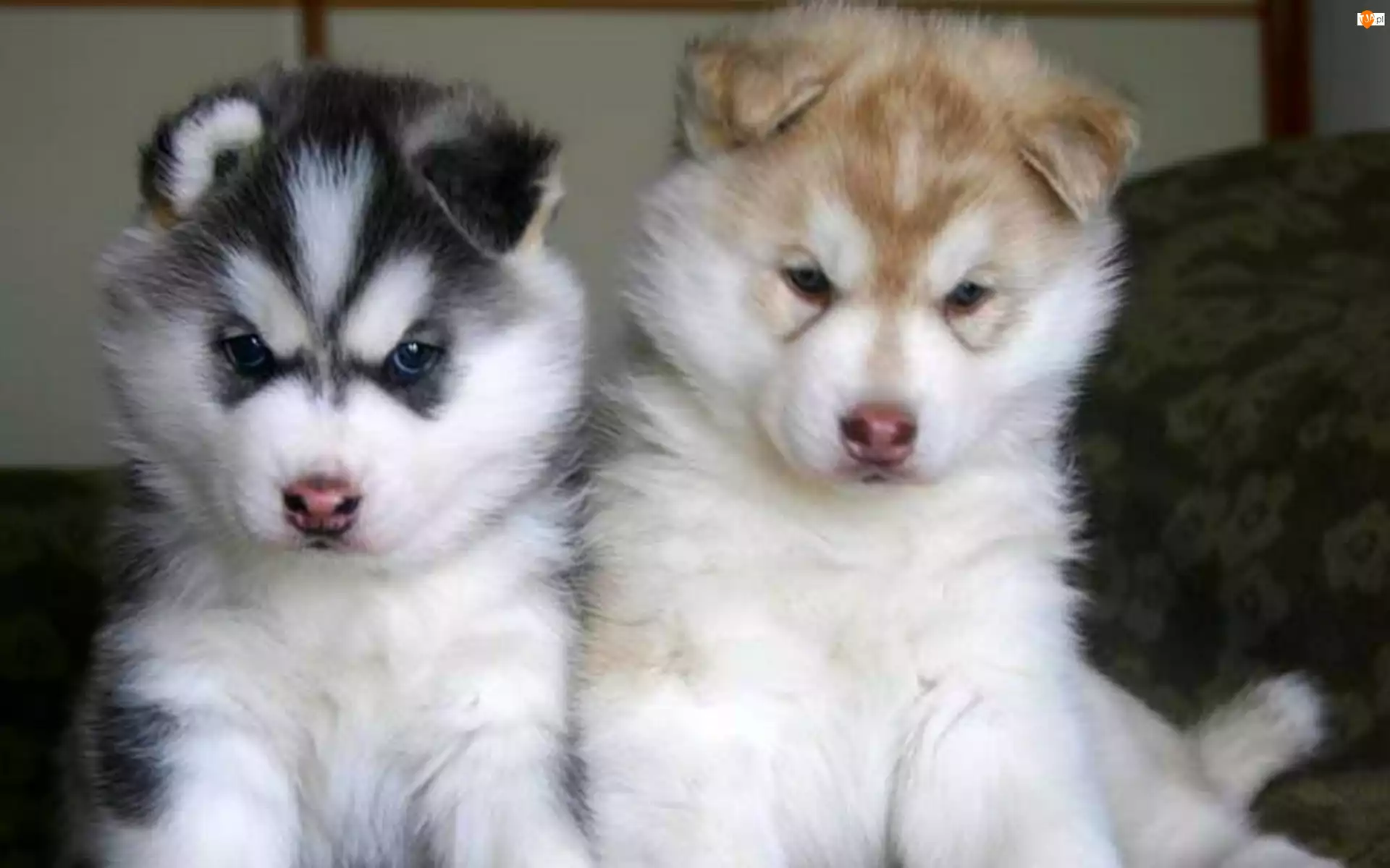 Siberian Husky, dwa, szczeniaki