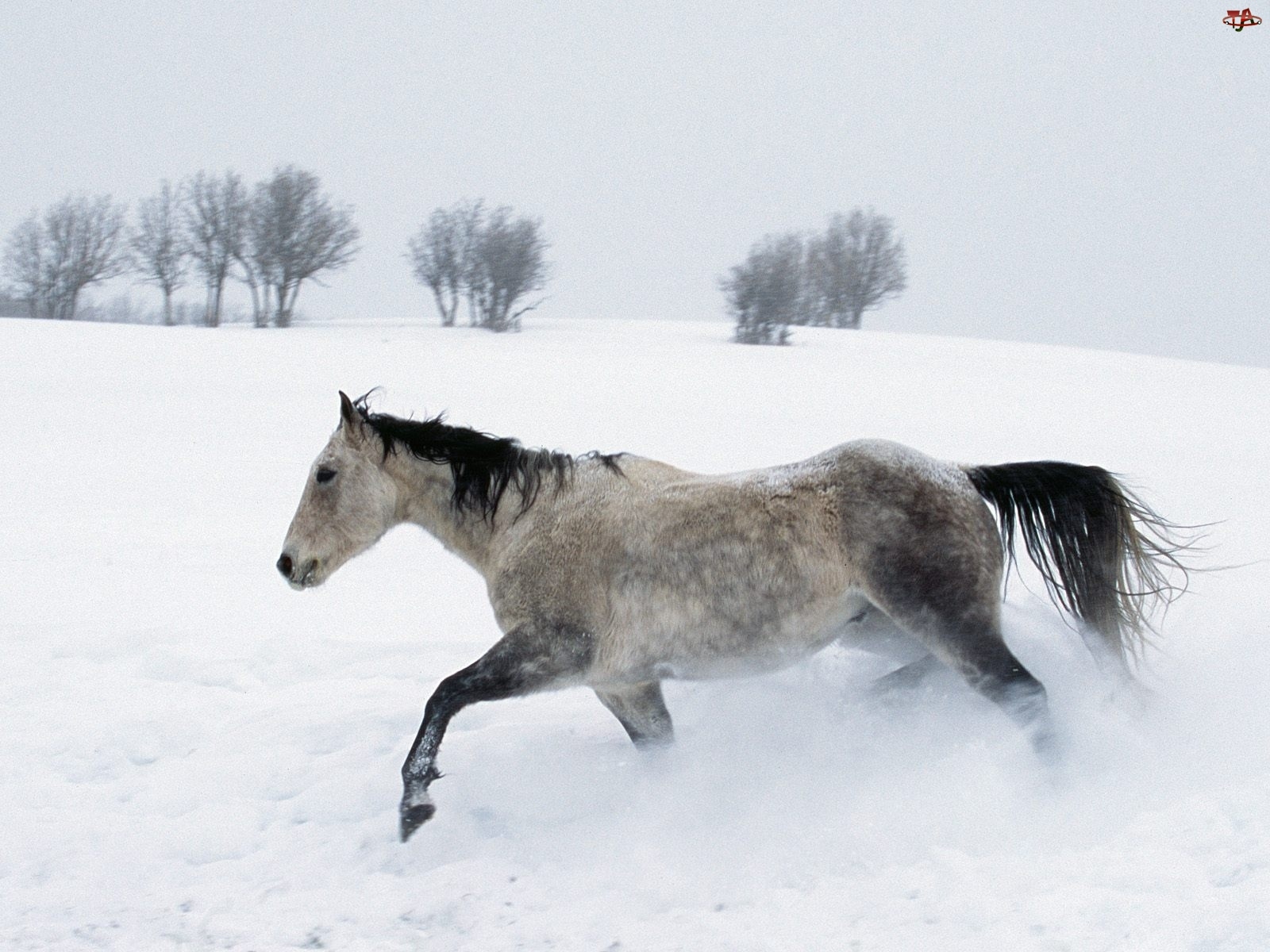 drzewa, Koń, śnieg