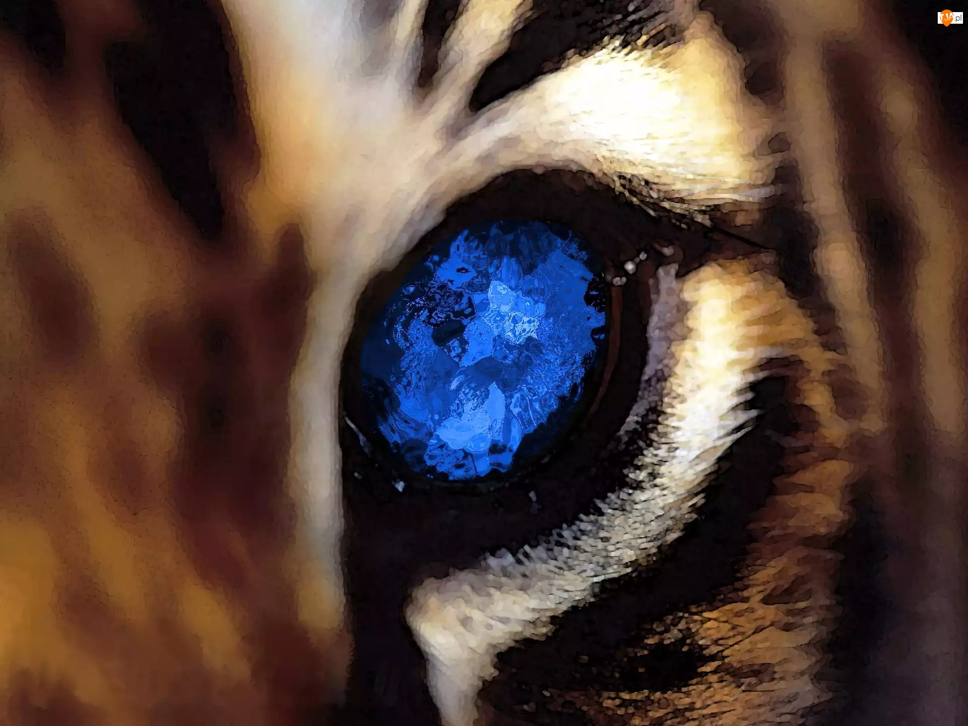 Oko, Tygrysa