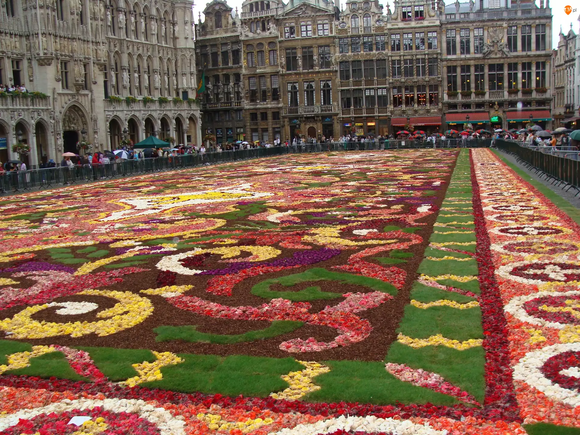 2008 rok, Wystawa kwiatów, Bruksela